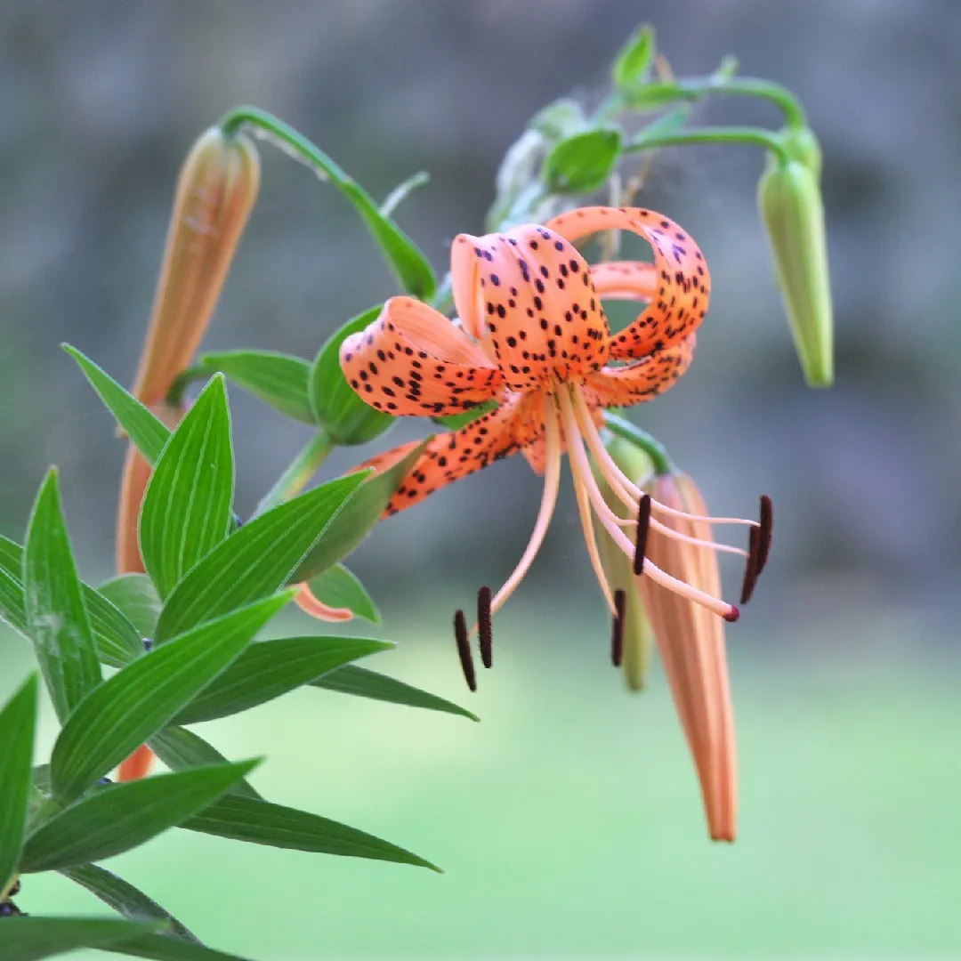 Tiger lily (Lilium lancifolium) Flower, Leaf, Care, Uses - PictureThis