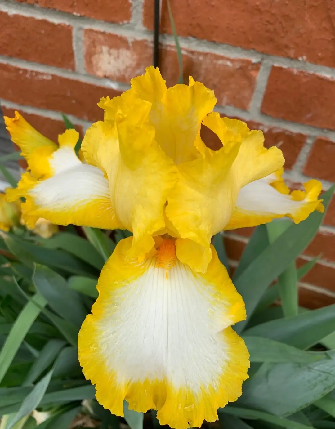 fringe of gold iris