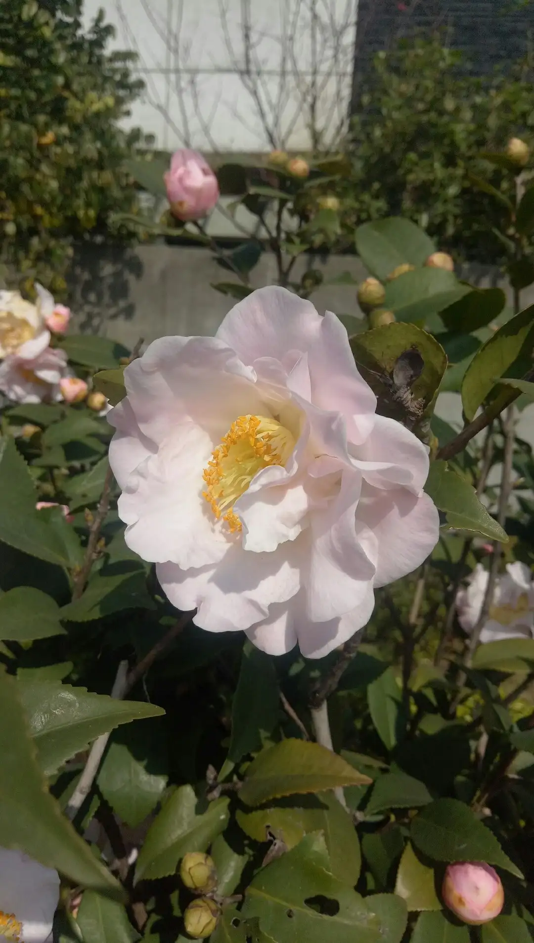 Camellia japonica 'Mrs . Davis' Cuidados (Plantando, Fertilizantes,  Enfermedades) - PictureThis