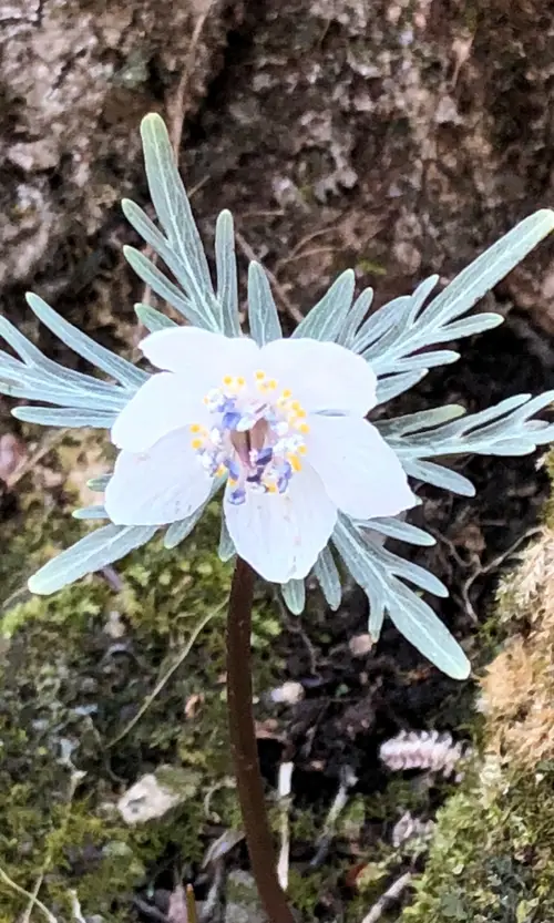 山野草 節分草（セツブンソウ）とてま珍しい「濃緑花」 - インテリア小物