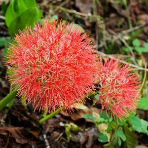 センコウハナビ（線香花火）の育て方・栽培方法