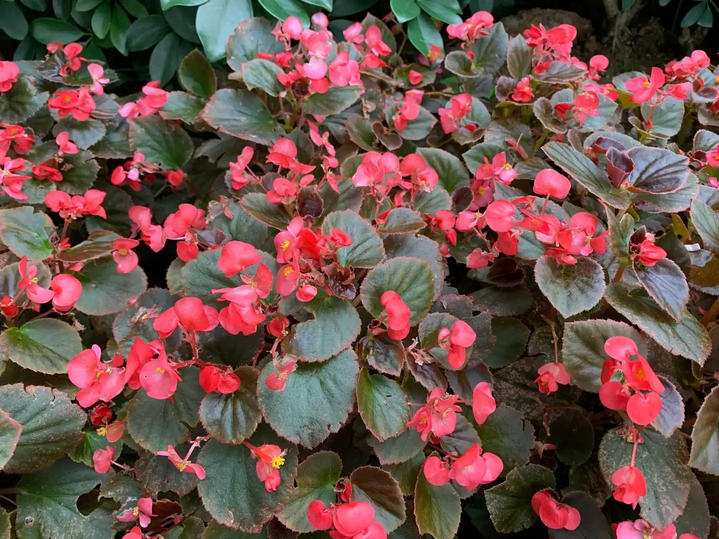 Begonia 'Expresso Scarlet' Cuidados (Plantando, Fertilizantes,  Enfermedades) - PictureThis