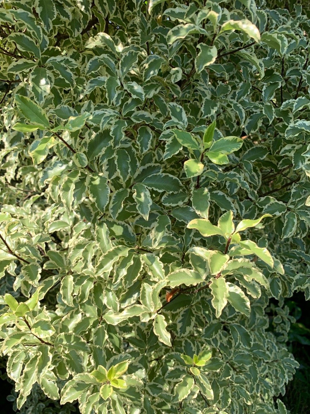 Pittosporum Crassifolium Variegatum 0183