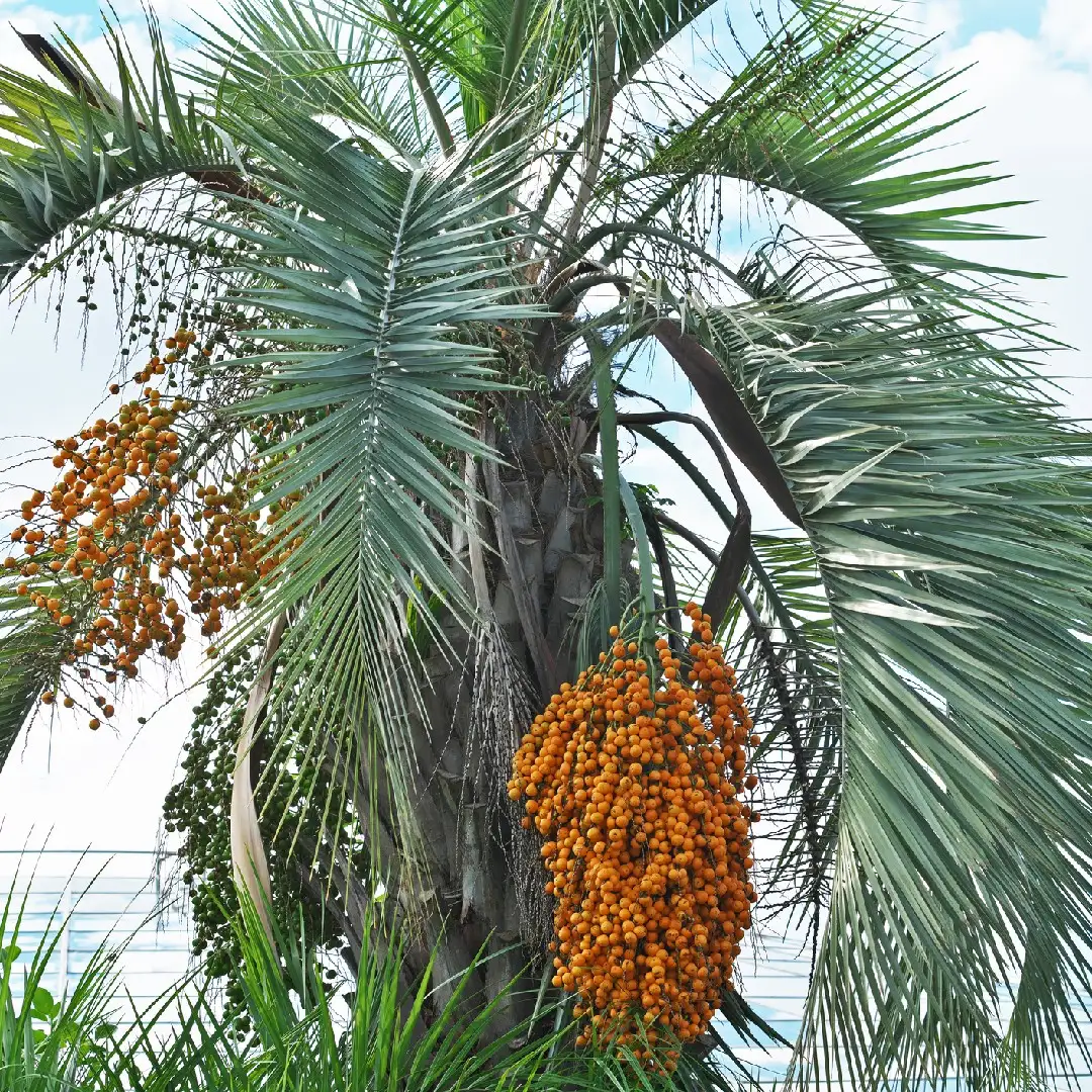 ブラジルヤシ属 Butia 花言葉 毒性 よくある質問 Picturethis ブラジルヤシ属 Butia 花言葉 毒性 よくある質問 Picturethis