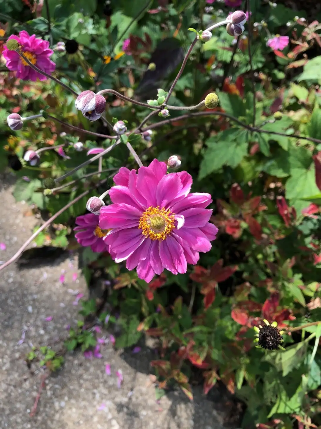 アネモネ属 Anemone 花言葉 毒性 よくある質問 Picturethis アネモネ属 Anemone 花言葉 毒性 よくある質問 Picturethis