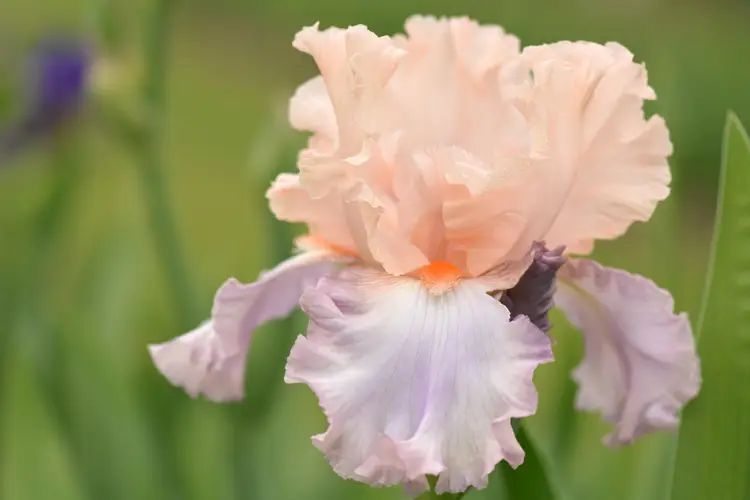 Bearded iris 'Celebration Song'