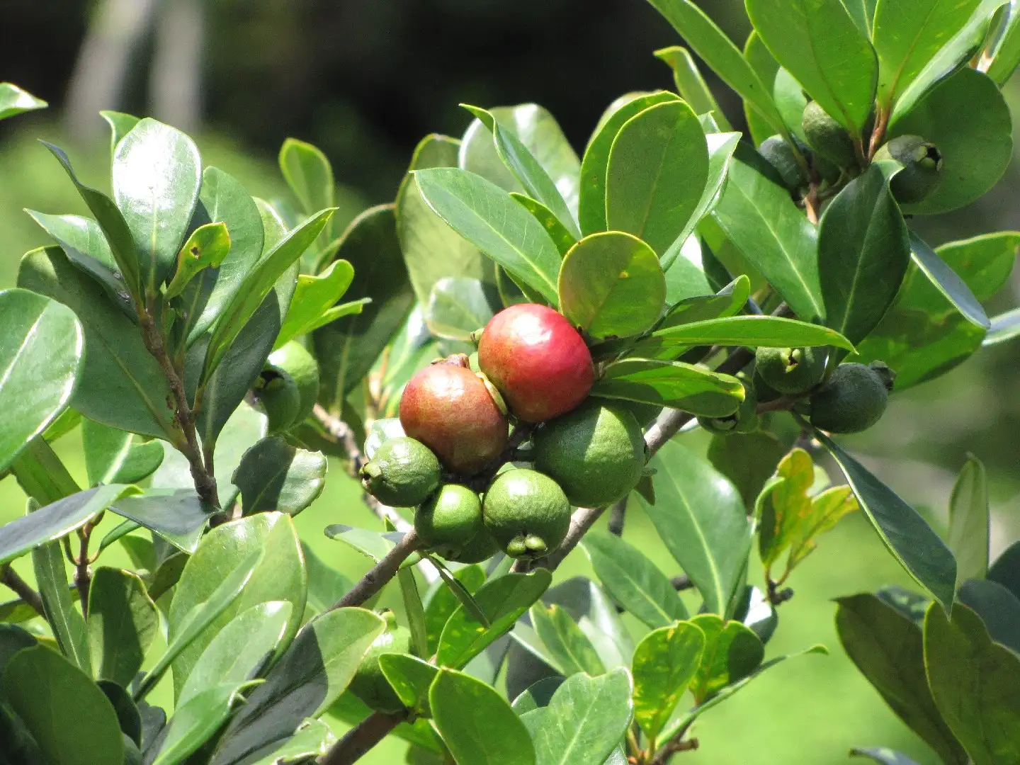 バンジロウ属 Psidium 花言葉 毒性 よくある質問 Picturethis バンジロウ属 Psidium 花言葉 毒性 よくある質問 Picturethis