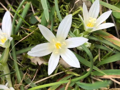 ホソバオオアマナ (Ornithogalum orthophyllum) - PictureThis