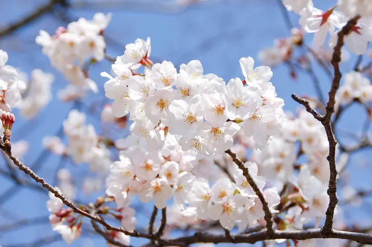 las flores de cerezo son malas para los perros