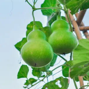 ヒョウタン（瓢箪） (ケア, 特徴, 侵入性, 画像, 食用)