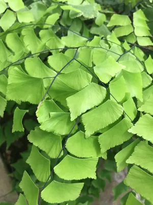 アジアンタム・ペルウィアナム (Adiantum peruvianum) - PictureThis