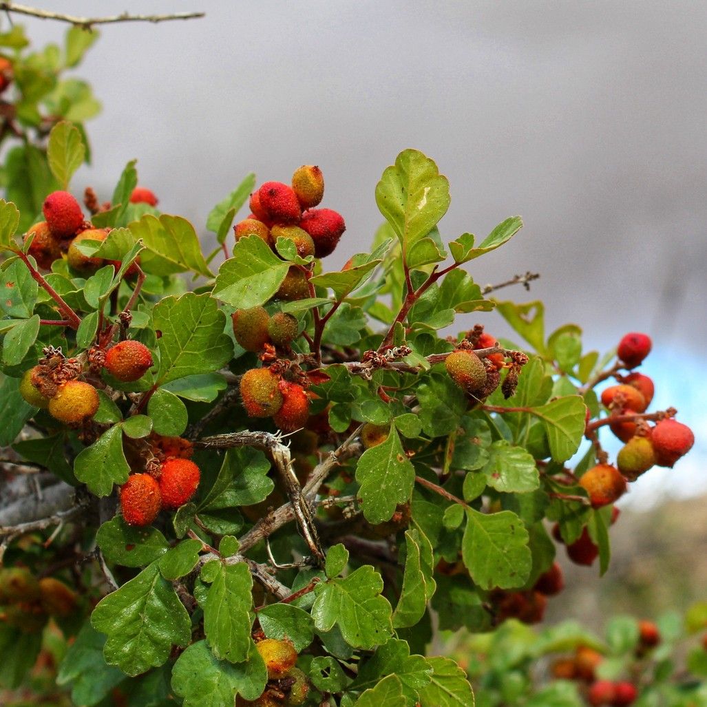 foglia di rhus aromatica