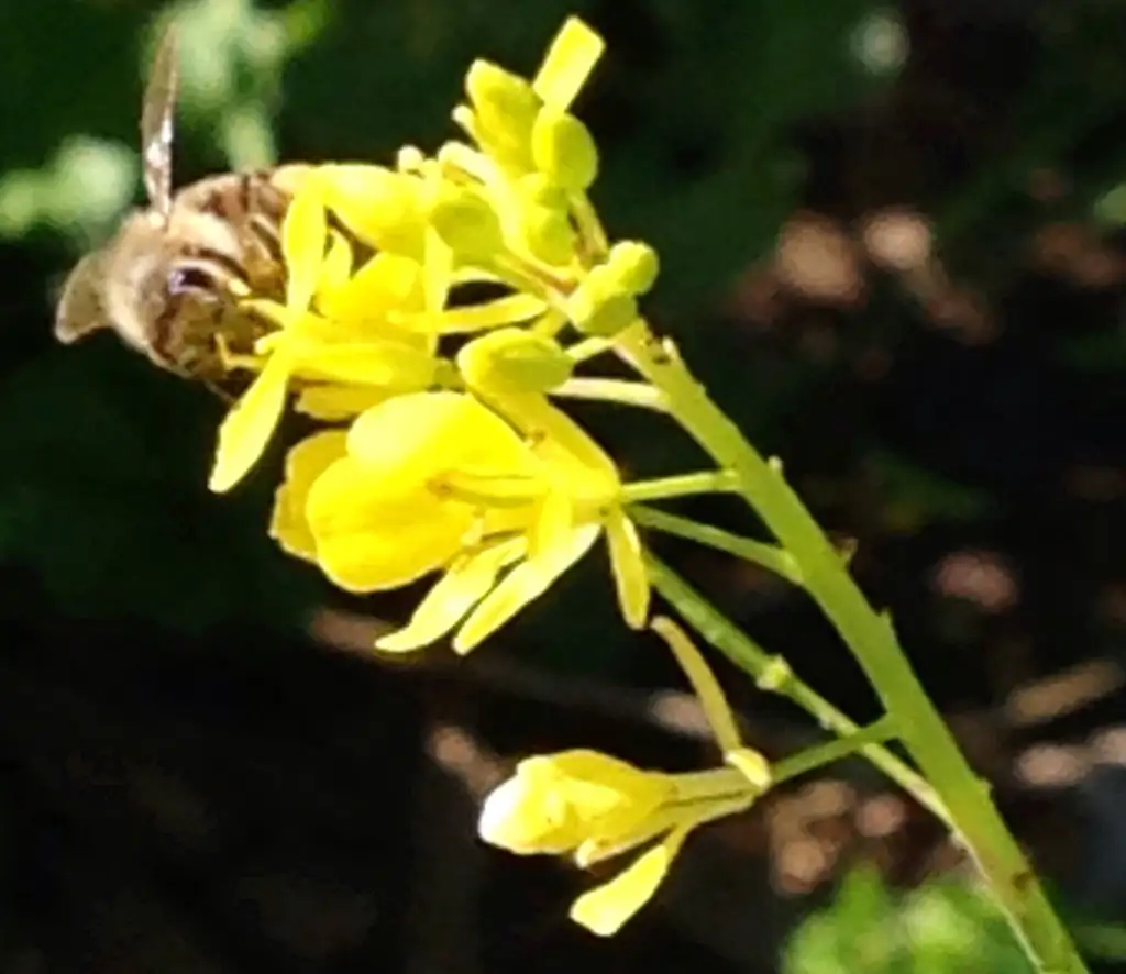 アブラナ科 Brassicaceae 花言葉 毒性 よくある質問 Picturethis アブラナ科 Brassicaceae 花言葉 毒性 よくある質問 Picturethis