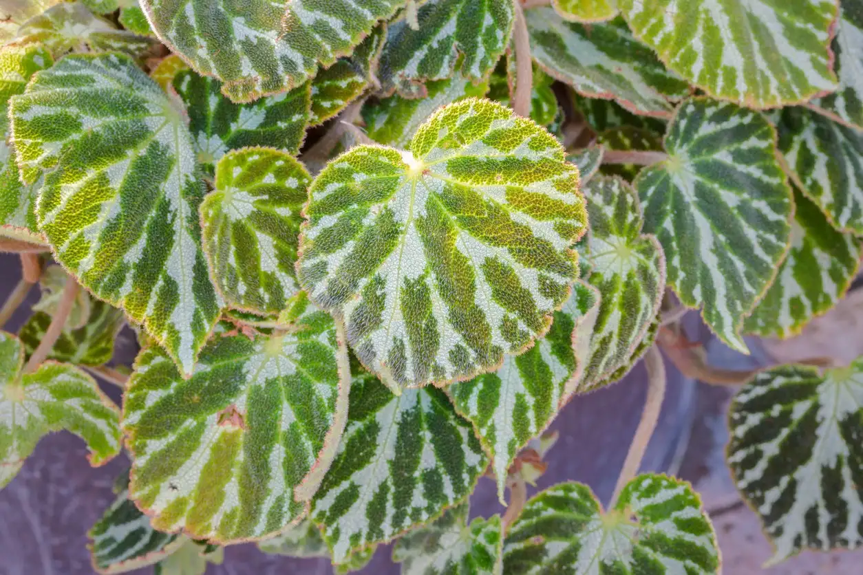 Begonia 'Silver Jewell' Cuidados (Plantando, Fertilizantes, Enfermedades) -  PictureThis