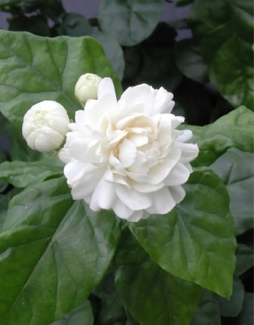 Jasmine (Jasminum) Flower, Leaf, Care, Uses PictureThis