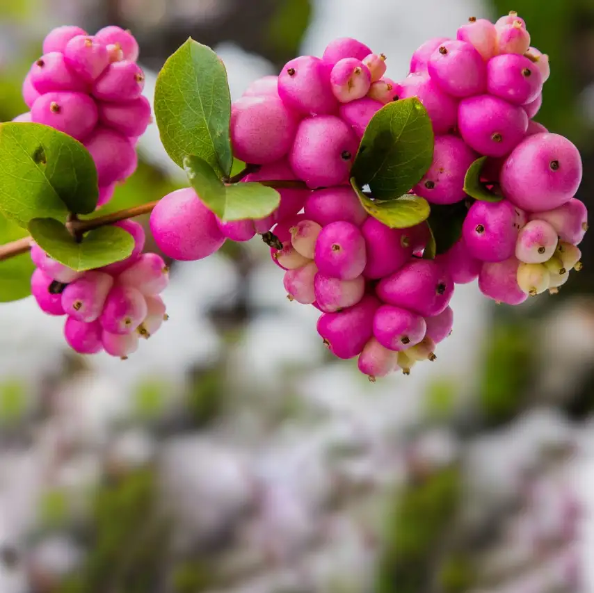 シンフォリカルポス オルビクラツス Symphoricarpos Orbiculatus 花言葉 毒性 よくある質問 Picturethis シンフォリカルポス オルビクラツス Symphoricarpos Orbiculatus 花言葉 毒性 よくある質問 Picturethis
