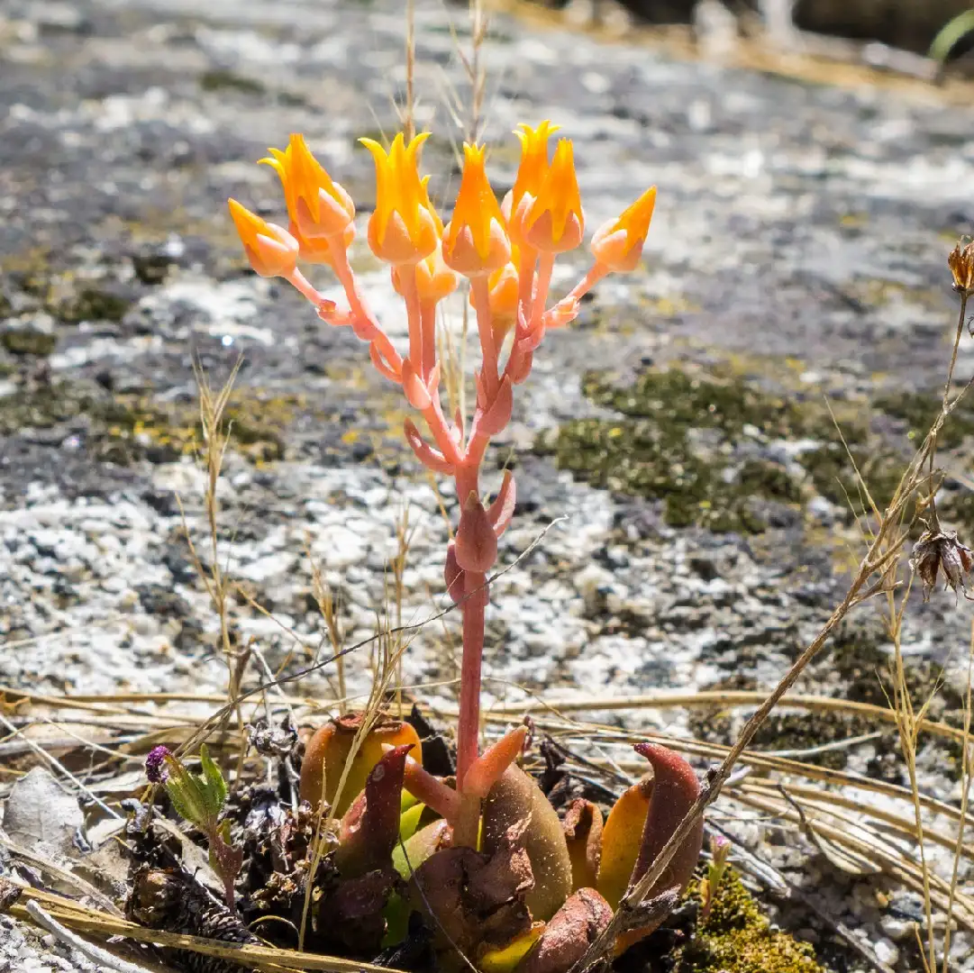 Siempreviva del cañón Cuidados (Plantando, Fertilizantes, Enfermedades) -  PictureThis