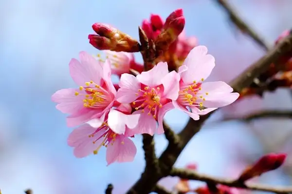 サクラ属 Prunus 花言葉 毒性 よくある質問 Picturethis
