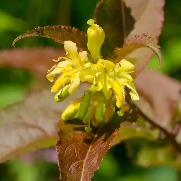 アメリカタニウツギ属 Diervilla 花言葉 毒性 よくある質問 Picturethis アメリカタニウツギ属 Diervilla 花言葉 毒性 よくある質問 Picturethis