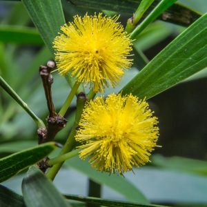 タイワンヤナギ (Acacia confusa) - PictureThis