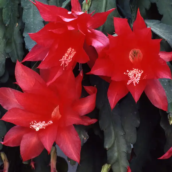 ディソカクタス属 Disocactus 花言葉 毒性 よくある質問 Picturethis