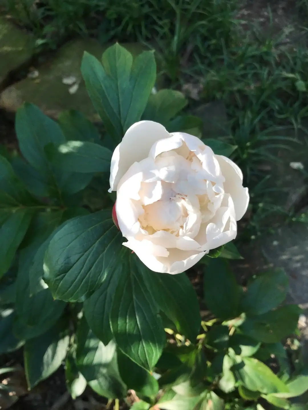 ベニバナヤマシャクヤク 紅花山芍薬 のお世話ガイド 育て方 育て方 潅水 施肥 剪定 病気 Picturethis ベニバナヤマシャクヤク 紅花山芍薬 のお世話ガイド 育て方 育て方 潅水 施肥 剪定 病気 Picturethis