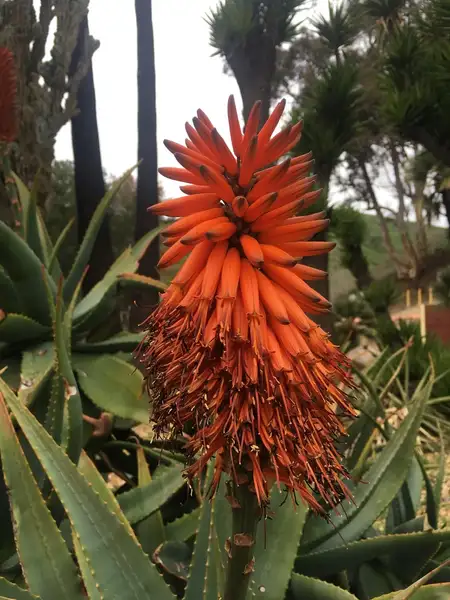 アロエ属 Aloe 花言葉 毒性 よくある質問 Picturethis アロエ属 Aloe 花言葉 毒性 よくある質問 Picturethis