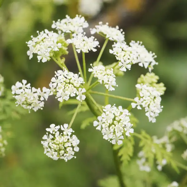 ドクニンジン属 Conium 花言葉 毒性 よくある質問 Picturethis ドクニンジン属 Conium 花言葉 毒性 よくある質問 Picturethis