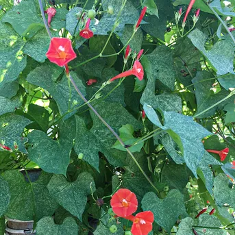 Scarlet morning glory Care (Watering, Fertilize, Pruning