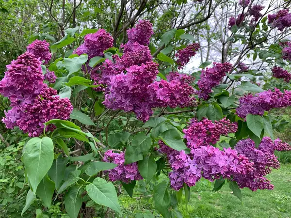 ハシドイ属 Syringa 花言葉 毒性 よくある質問 Picturethis ハシドイ属 Syringa 花言葉 毒性 よくある質問 Picturethis