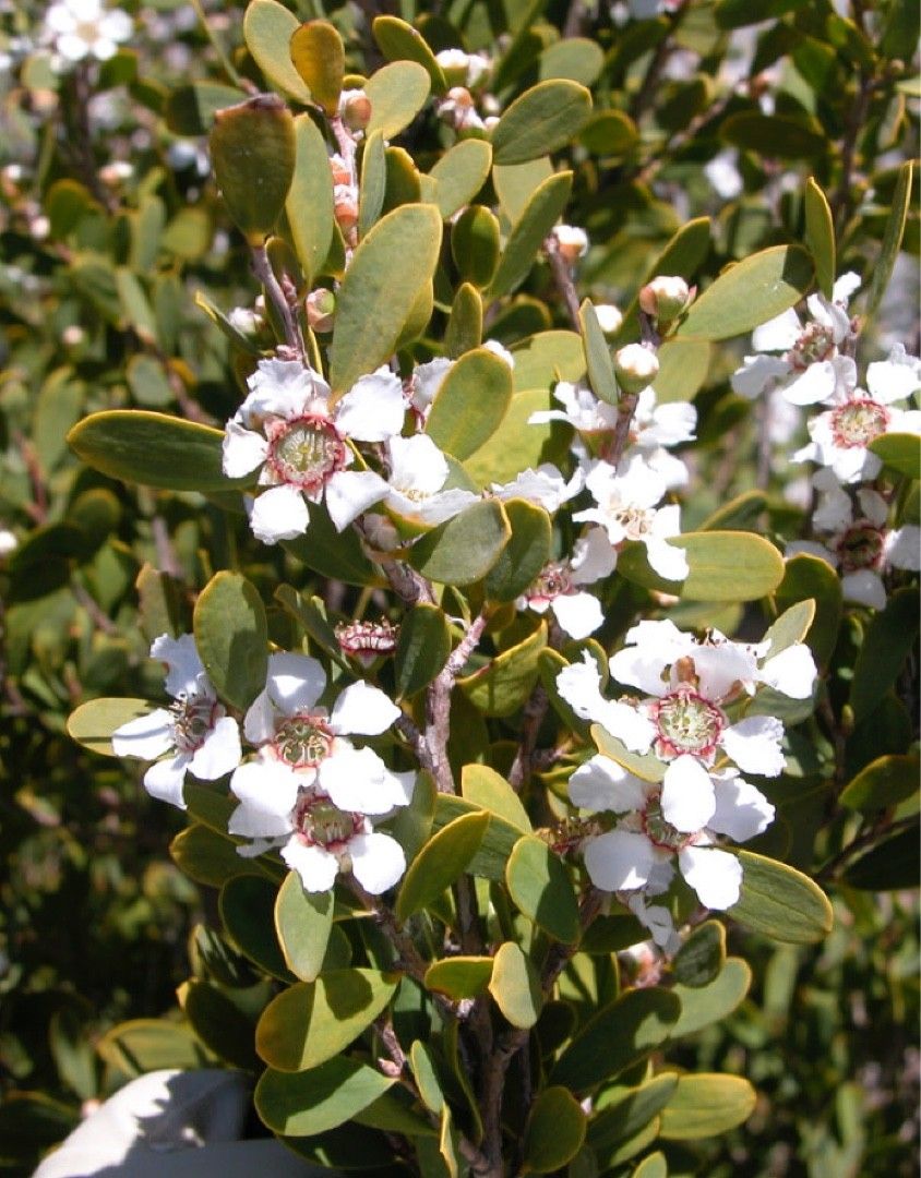 tea tree flower