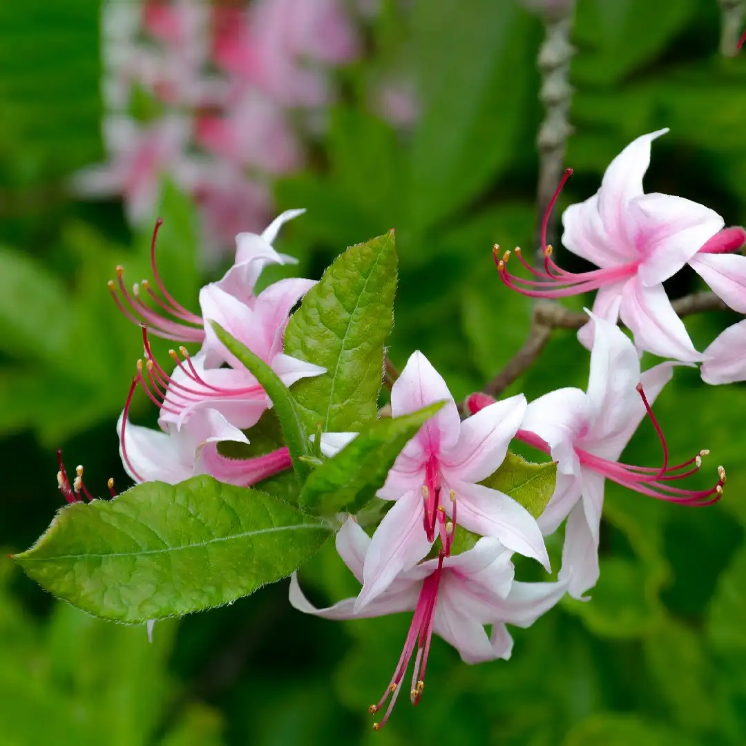 Azalea de piedemonte Cuidados (Plantando, Fertilizantes, Enfermedades) -  PictureThis