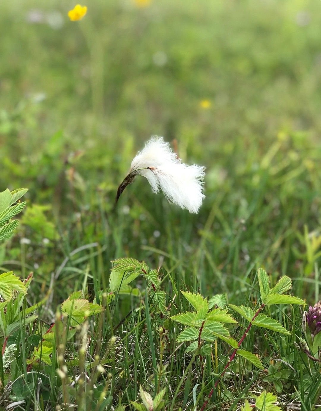 cotton grass