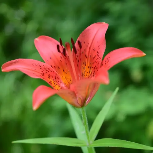 Two beautiful yellow and brown lily flowers forming V-shape in the