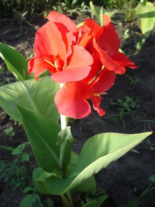 How to Prevent and Treat Rust on Canna Plants