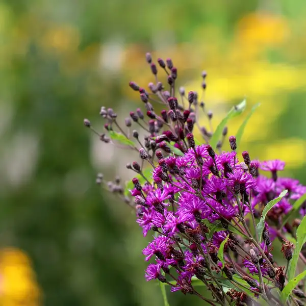 ヤナギタムラソウ 柳田村草 Vernonia Noveboracensis 花言葉 毒性 よくある質問 Picturethis