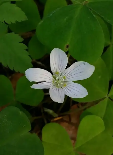 カタバミ属 Oxalis 花言葉 毒性 よくある質問 Picturethis カタバミ属 Oxalis 花言葉 毒性 よくある質問 Picturethis