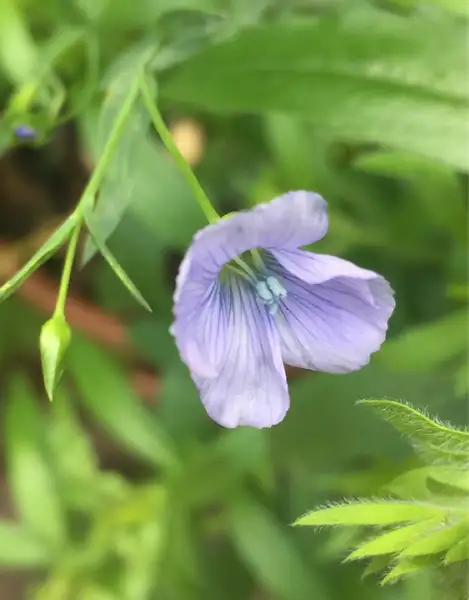 アマ属 Linum 花言葉 毒性 よくある質問 Picturethis アマ属 Linum 花言葉 毒性 よくある質問 Picturethis