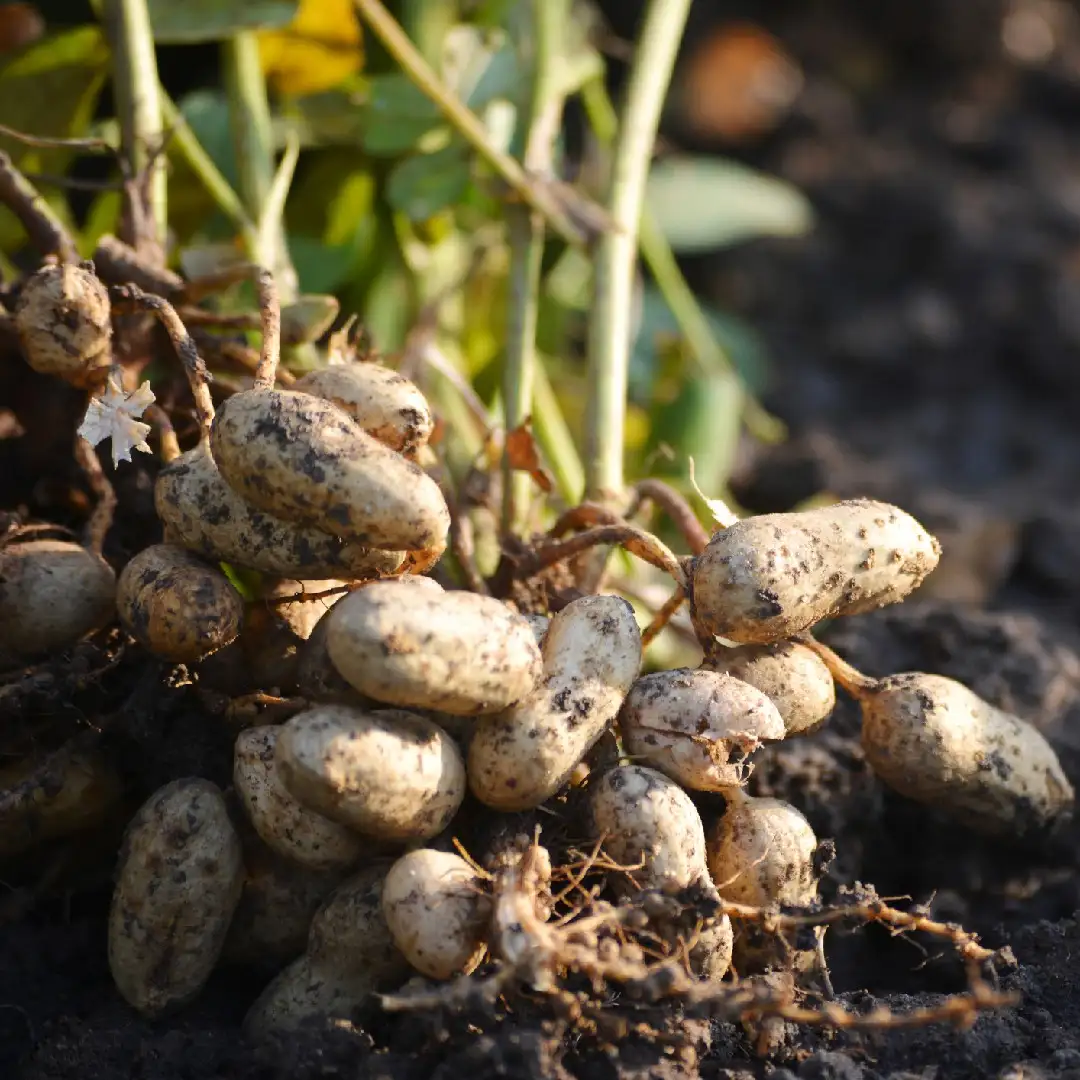 ラッカセイ属 Arachis 花言葉 毒性 よくある質問 Picturethis ラッカセイ属 Arachis 花言葉 毒性 よくある質問 Picturethis