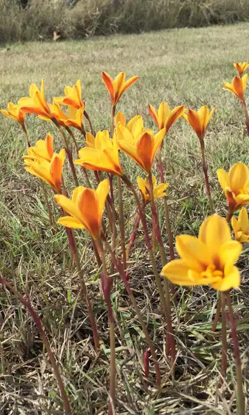 ハブランサス属 Habranthus 花言葉 毒性 よくある質問 Picturethis