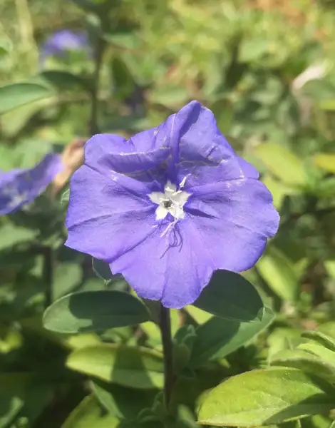 エボルブルス属 Evolvulus 花言葉 毒性 よくある質問 Picturethis