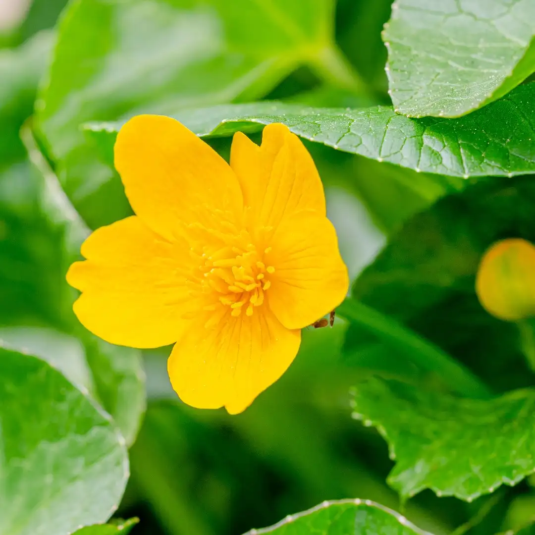 Калужница болотная (Caltha palustris) - PictureThis