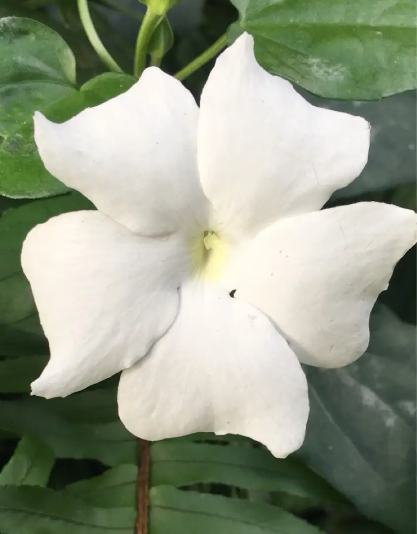 カオリカズラ 香葛 Thunbergia Fragrans 花言葉 毒性 よくある質問 Picturethis