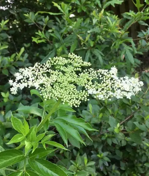 ニワトコ属 Sambucus 花言葉 毒性 よくある質問 Picturethis