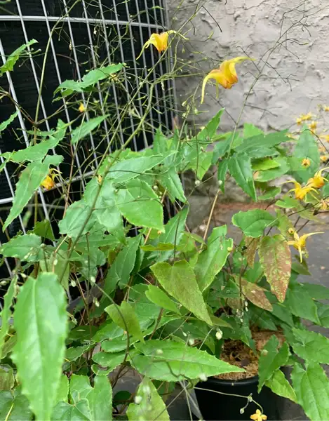 イカリソウ属 Epimedium 花言葉 毒性 よくある質問 Picturethis