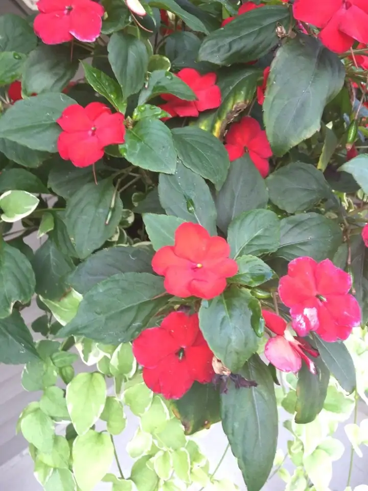 鳳仙花屬 Impatiens 照顧 種植 繁殖 開花時間 Picturethis 鳳仙花屬 Impatiens 照顧 種植 繁殖 開花時間 Picturethis