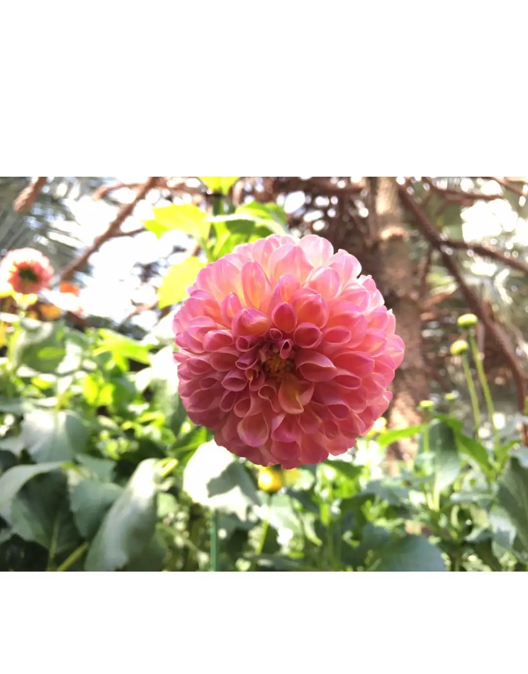 ダリア属 Dahlia 花言葉 毒性 よくある質問 Picturethis