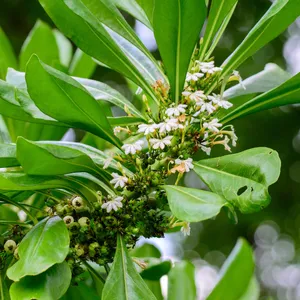 🍀 クサトベラ（草海桐花）の育て方と世話の仕方