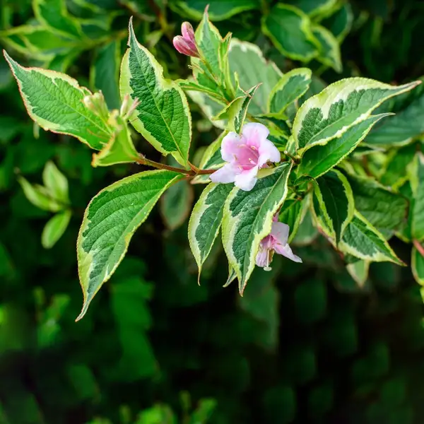 タニウツギ属 Weigela 花言葉 毒性 よくある質問 Picturethis タニウツギ属 Weigela 花言葉 毒性 よくある質問 Picturethis