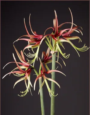 Hippeastrum cybister 'Chico' - PictureThis